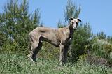 GREYHOUND 158
